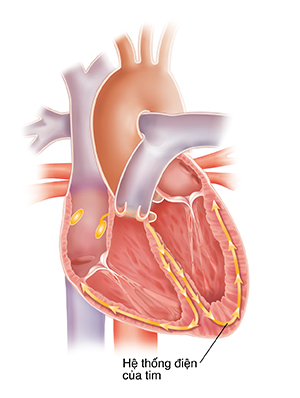 Mặt cắt ngang của tim thể hiện hệ thống dẫn truyền.