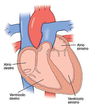 Vista trasversale del cuore che mostra le camere cardiache.