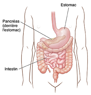 Silhouette de l'abdomen de l'enfant montrant l'estomac, le pancréas et l'intestin.