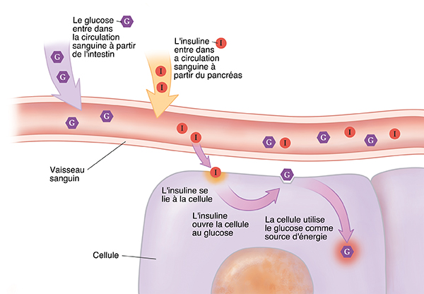 Coupe transversale en gros plan d'un vaisseau sanguin près de cellules avec de l'insuline et du glucose entrant dans la circulation sanguine. L'insuline se lie à la cellule. Le glucose entre dans la cellule et est utilisé comme énergie.