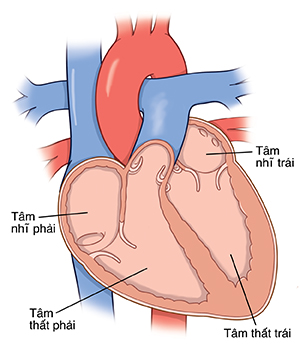 Mặt cắt tim thể hiện các ngăn tim.