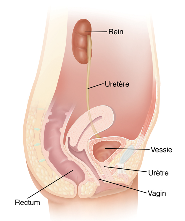 Coupe transversale latérale des voies urinaires d'une femme.